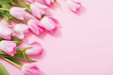 beautiful pink tulips on pink background