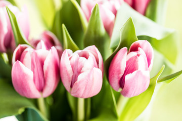 Pink Tulip bunch of flowers