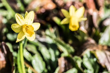 Mini Daffodil flower in Spring