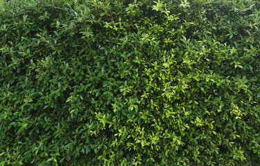 Obraz premium Small leaves green bush tree texture nature background