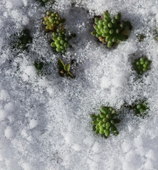 Texture of fresh snow and growing green plants. Natural spring background