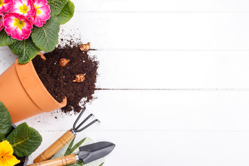 Gardening tools and primula flowers