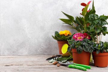 Gardening tools and primula flowers