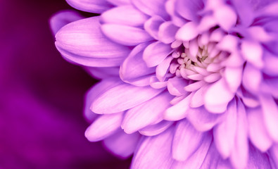 Abstract floral background, purple chrysanthemum flower. Macro flowers backdrop for holiday brand design