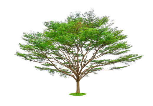 Single tree isolated, a Black afara trees, known as many name are Ivory coast almond, Idigbo, framire and emeri, an evergreen leaves plant dicut on white background with clipping path