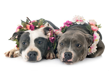 staffordshire bull terriers