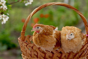 Chickens sitting on a basket in the background of a blooming garden for Easter