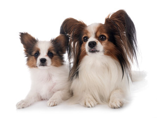 papillon dogs in studio