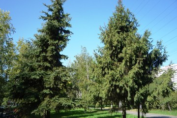 Fototapeta premium trees in the park