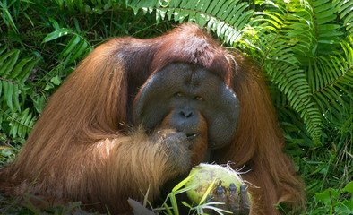 Alpha male Flanged male Bornean orangutan © Colin