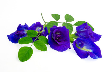 A branch beautiful blue Butterfly pea and green leaf, known as bluebell vine or Asian pigeon wings, isolated on white background and copy space, dicut with clipping path