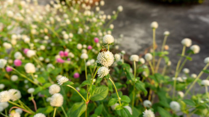 Branches of pink and white petals of Pearly everlasting flower blossom on greenery leaves blurry background, know as Bachelor's button, Globe amaranth, Button agaga, makhmali and vadamali