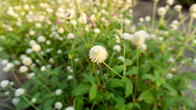 Branches of pink and white petals of Pearly everlasting flower blossom on greenery leaves blurry background, know as Bachelor's button, Globe amaranth, Button agaga, makhmali and vadamali