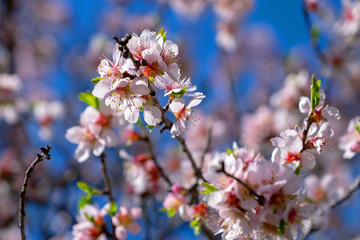 blooming apple trees in spring day