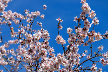 blooming apple trees in spring day