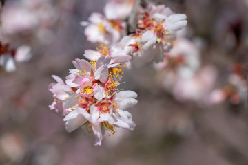 blooming apple trees in spring day
