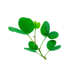 Green leaves of Purple Bauhinia Orchid tree known as Hong Kong Orchid or Butterfly tree, tropical plant in southeast asia, isolated on white background, die cut with clipping path and copy space