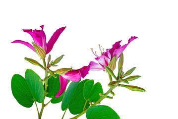 Fototapeta na wymiar Bunches of pink petals Purple Bauhinia Orchid tree known as Hong kong Orchid or Butterfly tree blooming with green leaves, tropical plant, isolated on white, die cut with clipping path and copy space