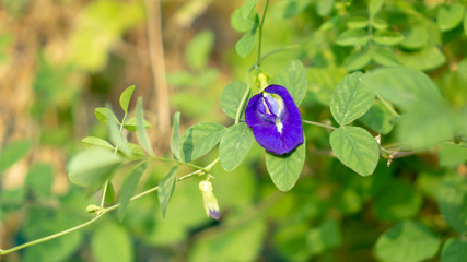 A branch of  beautiful blue Butterfly pea blooming on green leaves of climber, known as bluebell vine or Asian pigeon wings