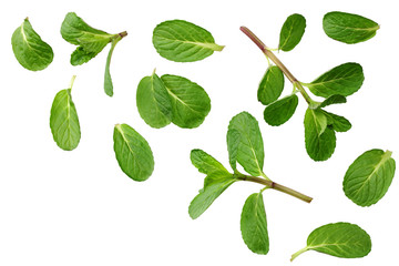 Fresh mint leaves isolated on white background. top view