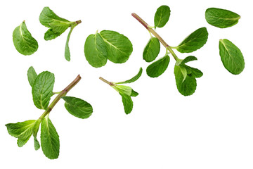 Fresh mint leaves isolated on white background. top view