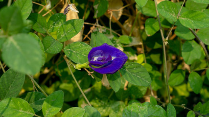 A branch of  beautiful blue Butterfly pea blooming on green leaves of climber, known as bluebell vine or Asian pigeon wings