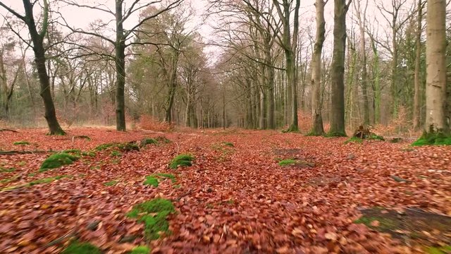 Beautiful Forest with Orange Leaves on the Ground, Flying Shot Moving Forward &ndash; Heidehuizen, Friesland, Netherlands / Holland &ndash; 4K Drone Footage