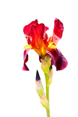 Iris germanica, bearded iris isolated on white. With bud. Beautiful deep red, wine colour. Yellow color inside. close-up