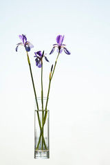 Wild irises in a glass vase on a blue sky background