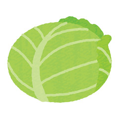 手描き風かわいいキャベツ-cabbage illustration