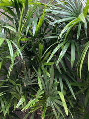 tropical plants in Southeast Asia in Thailand
