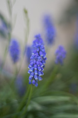 Spring blue spike Flowers 