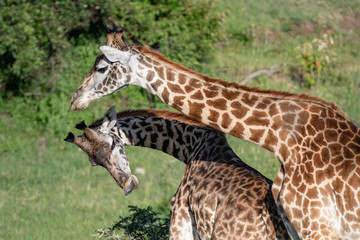 Two giraffe necks and heads in the Masai Mara