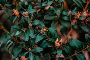 Obraz premium autumn leaves