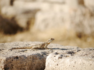 portrait of single wild desert lizard (Lacertidae) sitting on rocky ruin, Amman, Jordan, Middle East