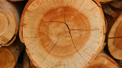 Naklejka premium Log is separated 