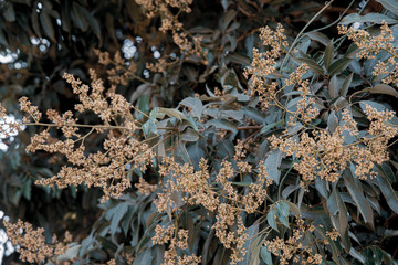 Summer time with Mango flower