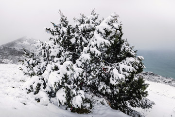 A large bush of juniper covered with snow on the snowy coastal mountains near the Black Sea