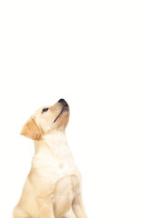 Yellow cute little labrador puppy looking up and sitting during obedience training on white...