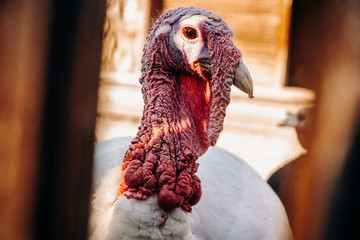 Portrait of a young male gobbler with a big red wart-shaped growth over a wooden fence on a bird farm