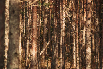 Obraz premium Pine forest on a summer evening. vintage foto style
