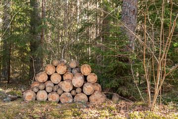 A tree felled on top of each other in a forest