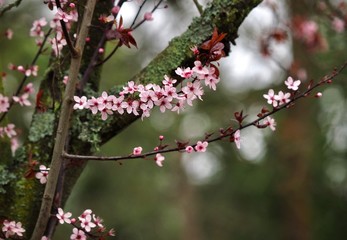 Cherry Blossom 