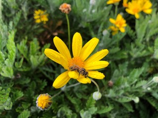 bee on yellow flower