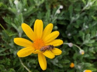 flower with bee after rain