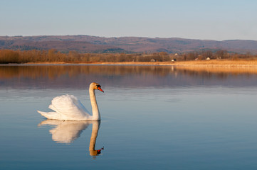 portrait of a swan against the background of water under the bright sun