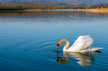Fototapeta na wymiar portrait of a swan against the background of water under the bright sun