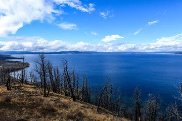 Majestic Landscape of the Trees and Lake in Yellowstone National Park, USA