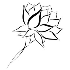 lush flower with many petals, black pattern