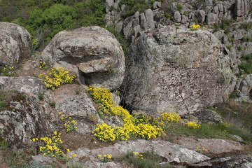 rocks and flowers